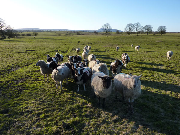 Sheep Ribble Settle